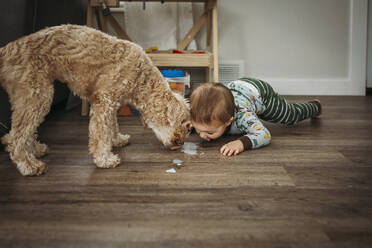 Kleiner Junge und Hund lecken verschüttete Milch vom Holzboden - CAVF87699