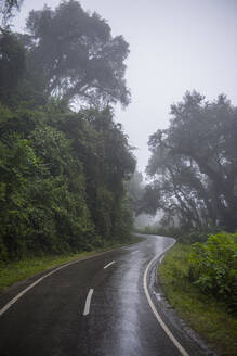 Nasse Straße im Regenwald, Jujuy, Argentinien, Südamerika - CAVF87718