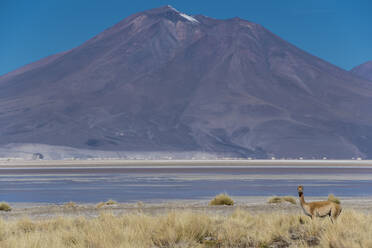 Lama mit Blick in die Kamera in der Region Antofagasta in Chile - CAVF87750