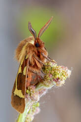 Selective approach in vertical format of a Hyphoraia dejeani perched on a vine branch on an unfocused background. Spain - CAVF87787