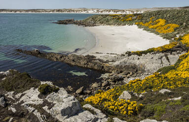 Gypsy Cove, bei Stanley, Falklandinseln, Südamerika - RHPLF16938