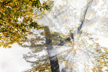 Sonnenstrahlen filtern zwischen Nebel im Herbst, Soglio, Bergell, Graubünden, Schweiz, Europa - RHPLF17124