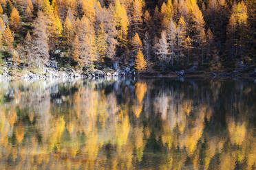 Yellow larches reflected in the water of the lake, Azzurro Lake, Valchiavenna, Valtellina, Lombardy, Italy, Europe - RHPLF17129