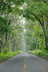 Tunnel of Trees, Kauai, Hawaii, Vereinigte Staaten von Amerika, Nordamerika - RHPLF17140