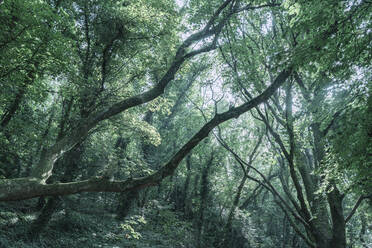 Grünes Walddach mit Ästen in Babbacombe, Devon, England, Vereinigtes Königreich, Europa - RHPLF17161