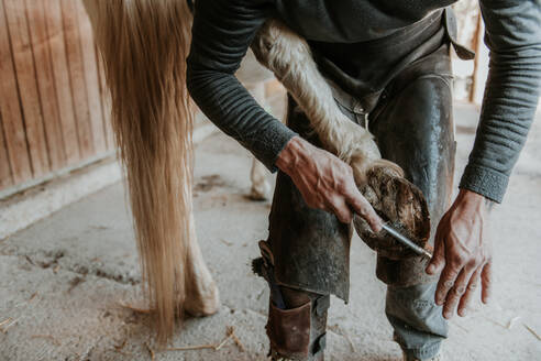 Seitenansicht eines erwachsenen Hufschmieds, der mit einem Hammer ein Hufeisen auf den Huf eines Pferdes in der Nähe des Stalls auf einer Ranch setzt - ADSF07265