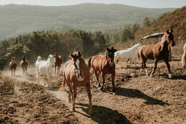 Herde von erstaunlichen Pferde laufen auf schmutzigen Landstraße auf sonnigen Tag in der Natur - ADSF07284