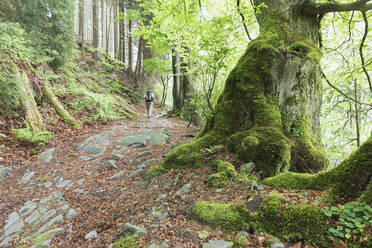 Rucksackwanderung im moosbewachsenen Wald des Hohen Venns - Naturpark Eifel - GWF06670