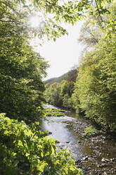 Die Rur fließt durch das Hohe Venn - Naturpark Eifel im Frühling - GWF06671