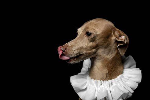 Side view of little italian greyhound dog in studio disguised on dark background dressed ina funny costume - ADSF07691