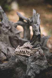 Handgefertigter Drachenschädel auf einem trockenen Holzstamm auf dem Waldboden - ADSF07732