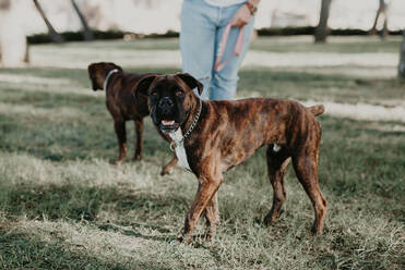 Adorable starken braunen Boxer Hund zu Fuß und spielen auf Rasen in hellen Tag - ADSF07773