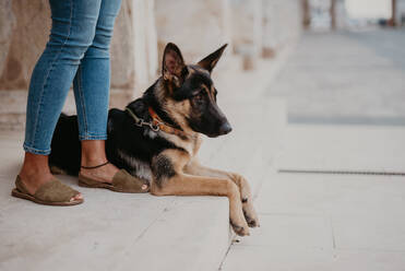 Cute deutschen Schäferhund steht auf Kopfsteinpflaster mit Ernte Eigentümer stehen in der Nähe - ADSF07781