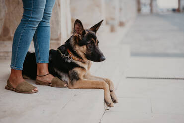 Cute german shepherd standing on cobblestone pavement with crop owner standing near - ADSF07781