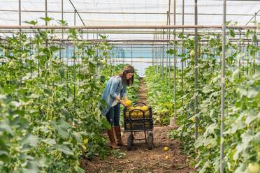 Side view of adult woman checking condition of yellow melon while standing alone beside trolley with crop in black plastic crates in hothouse during daytime on blurred background - ADSF08083