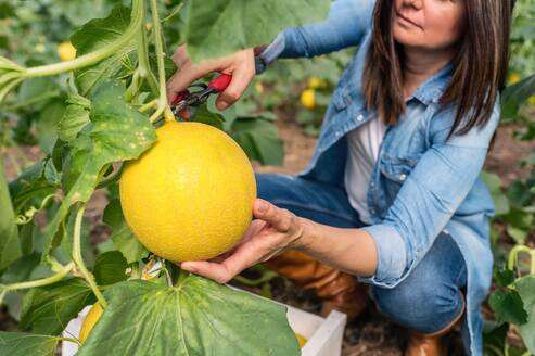 Von oben Ernte hockte erwachsene Frau in Jeans Kleidung Beschneiden köstlichen reifen süßen gelben runden Melone vom Stamm in Licht Gewächshaus auf unscharfen Hintergrund - ADSF08088