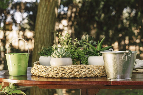 Nahaufnahme von Topfpflanzen mit Eimern auf einem Holztisch im Hof, lizenzfreies Stockfoto