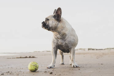 Niedlicher Haushund, der in der Nähe eines Tennisballs auf nassem Sand am Meeresstrand steht und wegschaut - ADSF08186