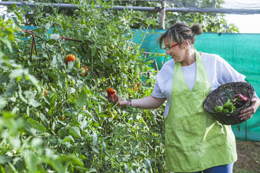 Seitenansicht einer zufriedenen Frau in grüner Schürze, die Tomaten von üppigen Büschen in einen Weidenkorb voller Paprika im Garten pflückt - ADSF08333