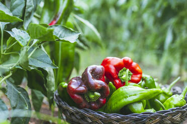 Reife fleischige rote und grüne Paprika aus eigenem Anbau in einem Weidenkorb in der Nähe von grünen Sträuchern im Garten - ADSF08335