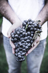 Crop hands holding bunch of ripe red grapes outdoors - ADSF08680