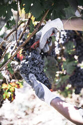 Die Hand eines Landwirts schneidet einen Kranz aus rotem Wein auf einer Plantage - ADSF08684