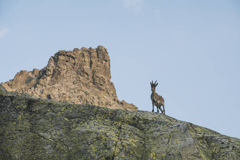 Spanish mountain goat, called Ibex, in Sierra de Gredos, Avila, Spain - CAVF87805
