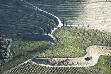 Douro Vineyards from aerial view - CAVF87811