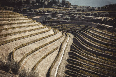 Douro Vineyards from aerial view - CAVF87812