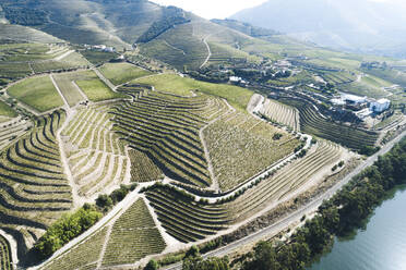 Douro Vineyards from aerial view - CAVF87814