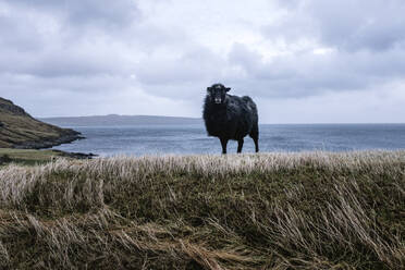 Pulled back view of black sheep on grass, Streymoy, Faroe Islands - CAVF87903