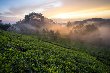 Landschaftlicher Blick auf einen wunderschönen nebligen Morgen auf grünen Teefeldern in Haputale in Sri Lanka - ADSF08855