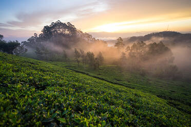 Scenic view of wonderful foggy morning on green tea fields in Haputale in Sri Lanka - ADSF08855