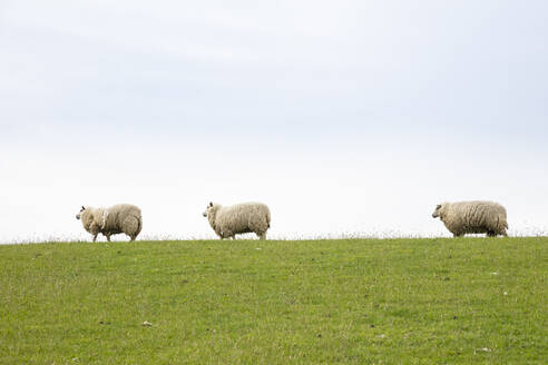 Schafe grasen auf grünem Gras - WIF04289