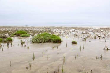 Deutschland, Niedersachsen, Salicornia wächst in Wattenmeer-Nationalparks - WIF04291