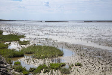 Deutschland, Niedersachsen, Salicornia wächst in Wattenmeer-Nationalparks - WIF04296