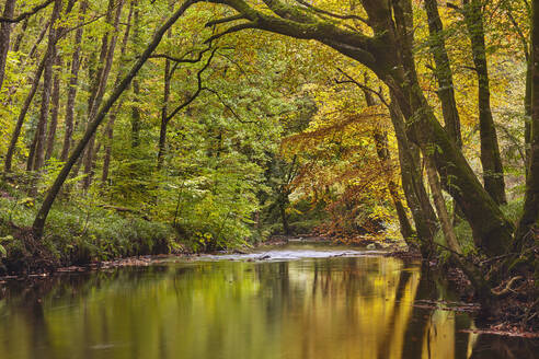 Eine Herbstszene in einem alten Buchen- und Eichenwald am Ufer des Flusses Teign im Dartmoor National Park, Devon, England, Vereinigtes Königreich, Europa - RHPLF17206