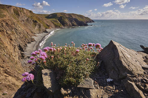 Klippen entlang der Atlantikküste von Devon mit einer Gruppe von blühenden Seerosen (Armeria maritima), Hartland Quay, Devon, England, Vereinigtes Königreich, Europa - RHPLF17211