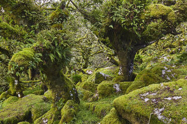 Uralte knorrige und verkümmerte Eichen zwischen moosbewachsenen Felsbrocken in Wistman's Wood, Dartmoor National Park, Devon, England, Vereinigtes Königreich, Europa - RHPLF17215