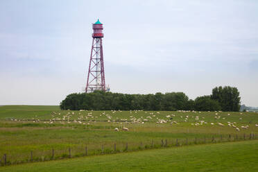 Deutschland, Niedersachsen, Campen, Schafherde auf der Weide vor dem Campener Leuchtturm - WIF04302