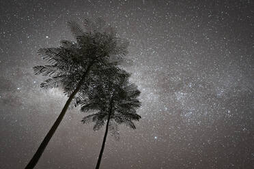 Stars with palm trees, summer dream. - CAVF87923