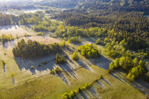 Drohnenansicht eines grünen Sommerwaldes in der Morgendämmerung, lizenzfreies Stockfoto