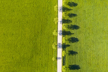 Deutschland, Bayern, Eurasburg, Luftaufnahme einer mit Bäumen gesäumten Landstraße im Sommer - LHF00822