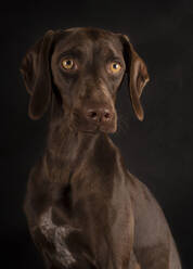 Porträt eines braunen Weimaraners mit gelben Augen, der auf schwarzem Hintergrund sitzt und wegschaut - ADSF08907