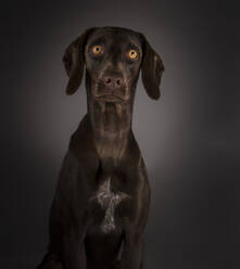 Liebenswerter großäugiger Hund auf schwarzem Hintergrund - ADSF08909