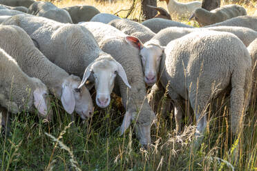 Flock of sheep grazing outdoors - NDF01115