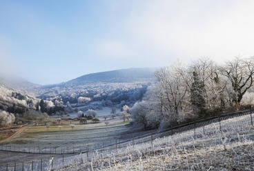 Deutschland, Rheinland-Pfalz, Frostbedecktes Tal im Pfälzerwald - GWF06674