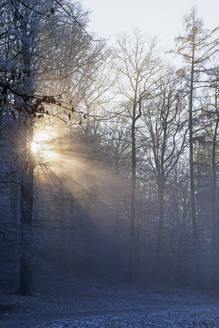 Deutschland, Rheinland-Pfalz, Aufgehende Sonne durchdringt Nebel im Pfälzerwald - GWF06679