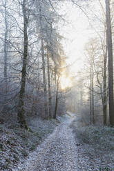 Germany, Rhineland-Palatinate, Winter sun illuminating empty trail in Palatinate Forest - GWF06680
