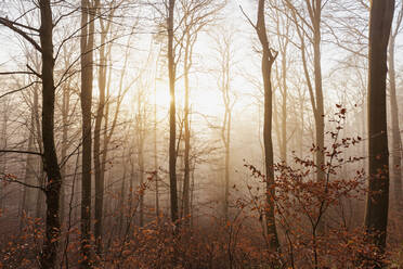 Germany, Rhineland-Palatinate, Palatinate Forest at foggy winter sunrise - GWF06681
